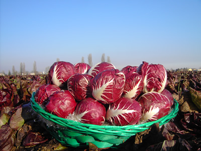 radicchio nel campo