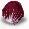 Radicchio rosso